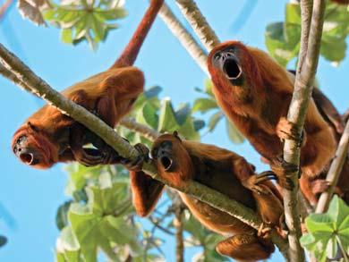 PRSRT STD U.S. Postage PAID Gohagan & Company Listen for the throaty call of the howler monkey, one of the Amazon s most commonly sighted species.