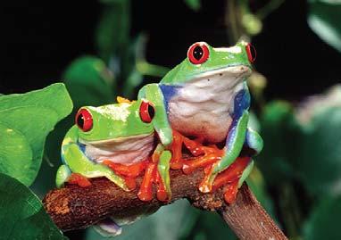 Vibrant red-eyed tree frogs use startle coloration to defend against predators.