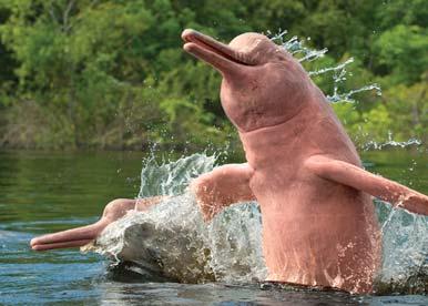 rainforest. Watch for playful pink and gray river dolphins, the largest freshwater dolphin species in the world.