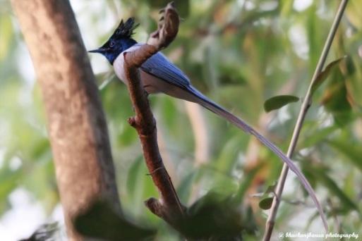 mark Birdlife International has identified Kaziranga National Park as an Important