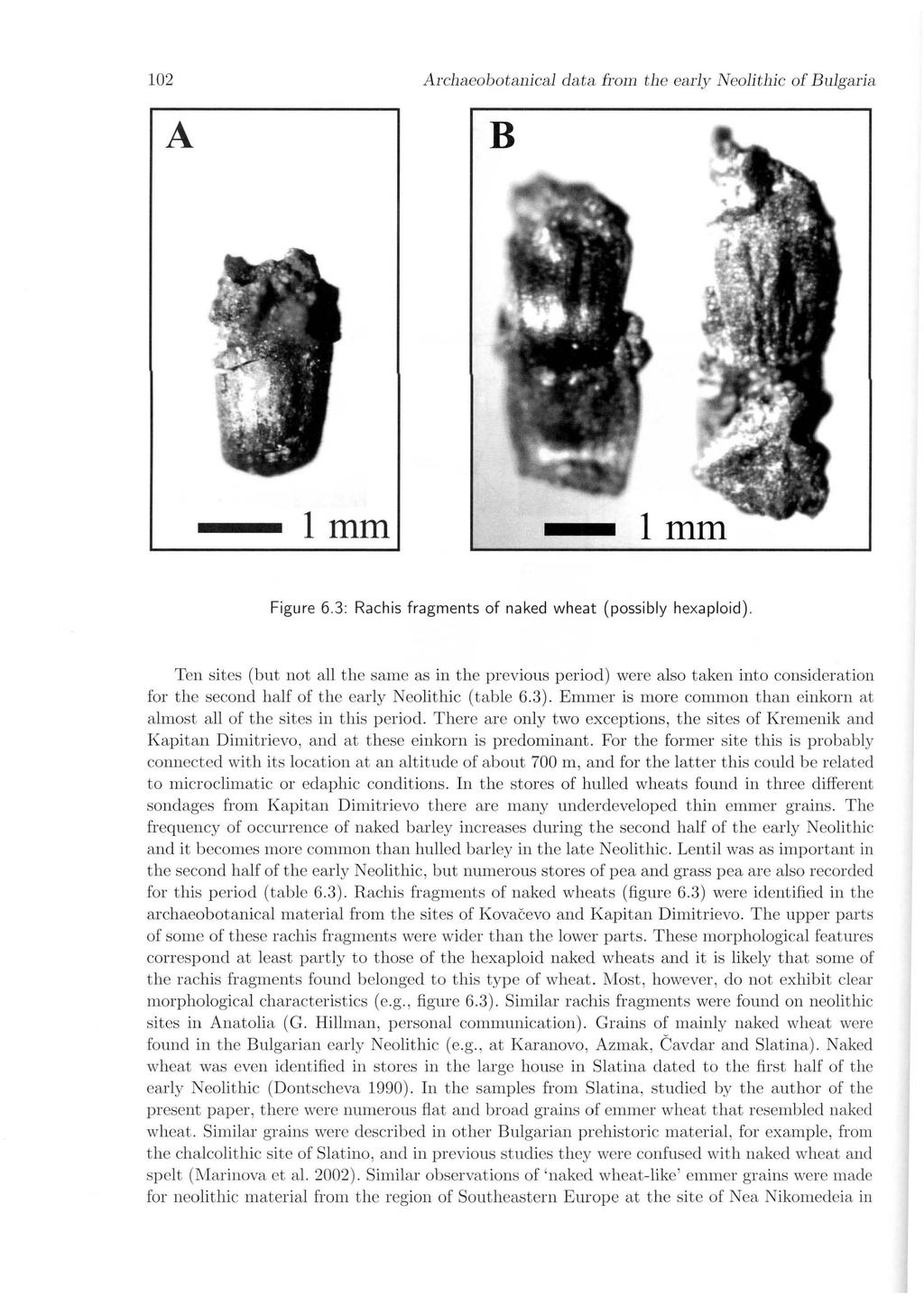 102 Archaeobotanical data from the early Neolithic of Bulgaria A B Imm Imm Figure 6.3: Rachis fragme nts of naked wheat (possibly hexaploid).