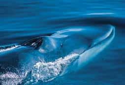 the hundreds), to a passing blue whale, the largest animal on the planet. Snorkeling, kayaking, paddleboarding.