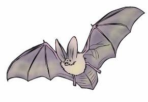 Adventure activities for the whole family Bat Walk Tuesday 26 th July 8.30pm-10pm Come along for a fun evening in the grounds of Mop End!
