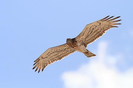 Short-toed Eagle Ecotours Wildlife Holidays Greece: Birds and History, Page 3 Our time at each of the archaeological sites and at nearby natural areas should produce an impressive assortment of
