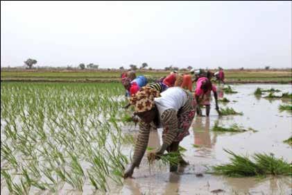 GOING FROM AN EXTENSIVE AGRICULTURE TO AN INDUSTRIAL AGRICULTURE Malian agriculture is often regarded as having a large untapped potential among other things, due to constraints of economic,