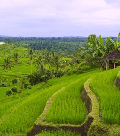 THE BALINESE LIFESTYLE 5 hours minimum 2 persons Rp 600,000++ per person Embark on a journey into the heart of Bali, taking in magical views of the Tegalalang rice terraces, crafted spectacularly to