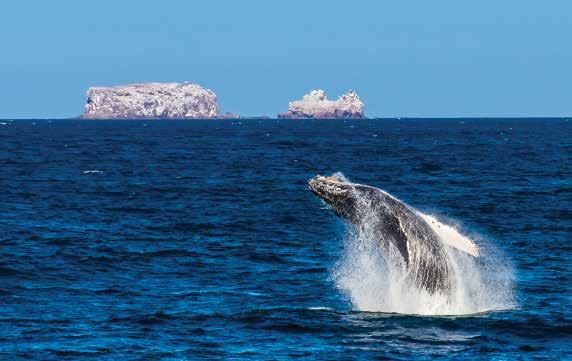 WHALES & WILDNESS: SPRING IN THE SEA OF CORTEZ ITINERARY: 8 DAYS/7 NIGHTS NATIONAL GEOGRAPHIC SEA BIRD Humpbacks are just one of the many whales you may see on this voyage.