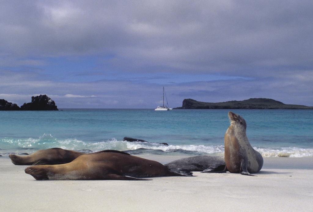 Encounter plenty of wildlife, like these sea lions, in the Galapagos. Day 8: Cuzco/Lima/Quito, Ecuador Early today we fly via Lima to Quito, arriving late afternoon.