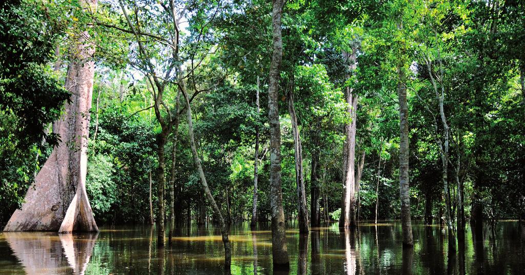 Geography Ecosystems Amazonia Amazonia (the Amazon Rainforest) Amazonia is also called the Amazon Rainforest. It is the biggest ecosystem in Brazil, and it is the biggest rainforest in the world.