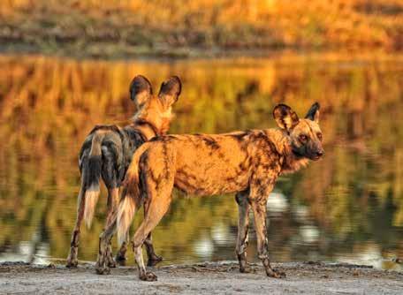 ACTIVITIES: Game drives, walking, bird watching and night drives. Mokoro safaris are dependant on water levels. Cultural tours of local villages.