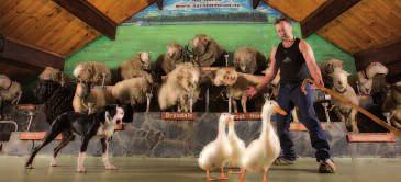 A visit to the Agrodome can be packaged with a Lakeland Queen cruise on the tranquil waters of Lake Rotorua.
