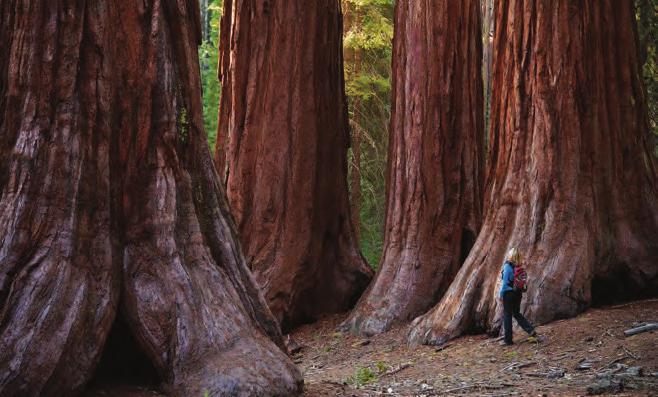 NATURAL WONDERS Yosemite and other nearby parks are full of incredible natural features from the world s largest trees to one-of-a-kind geologic formations. Here s where to see the best of them.