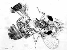 V entomološkem laboratoriju redno izvajamo tudi diagnostiko drugih škodljivih in koristnih vrst žuželk in pršic.