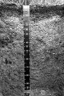 Vrščaj) TNP - Profil opodzoljenih tal na nanosih silikatnega rezidualnega