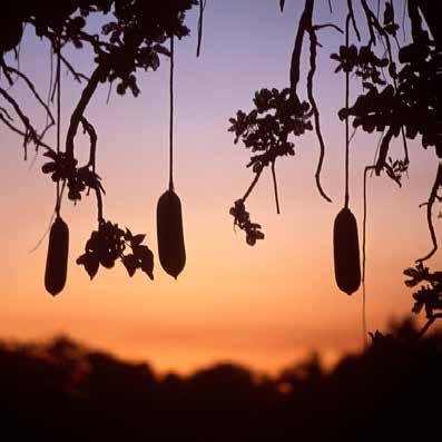 The camp, named after the sausage shaped fruit in the giant Sausage Trees, was awarded Best Location in Africa at the 2016 Good Safari Guide Awards and rated No.