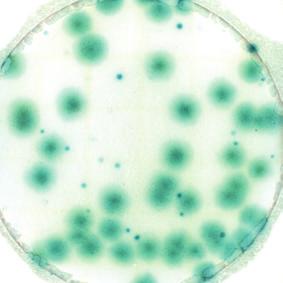spreader colonies. Rapid Yeast & Mold Count colours yeast colonies blue.