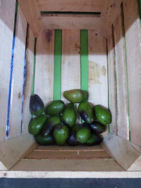 introduction fruit feeding avocado pests. A B C D E Photo (A) above shows the entrance to Mercado M.
