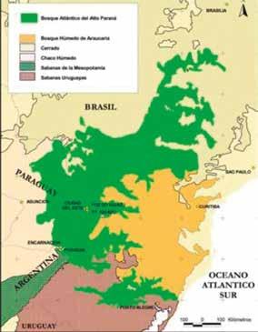 alterations in the hydrological cycles, and causing local climatic fluctuations. In Brazil and Paraguay only isolated fragments remain, representing 7 percent of the original surface.