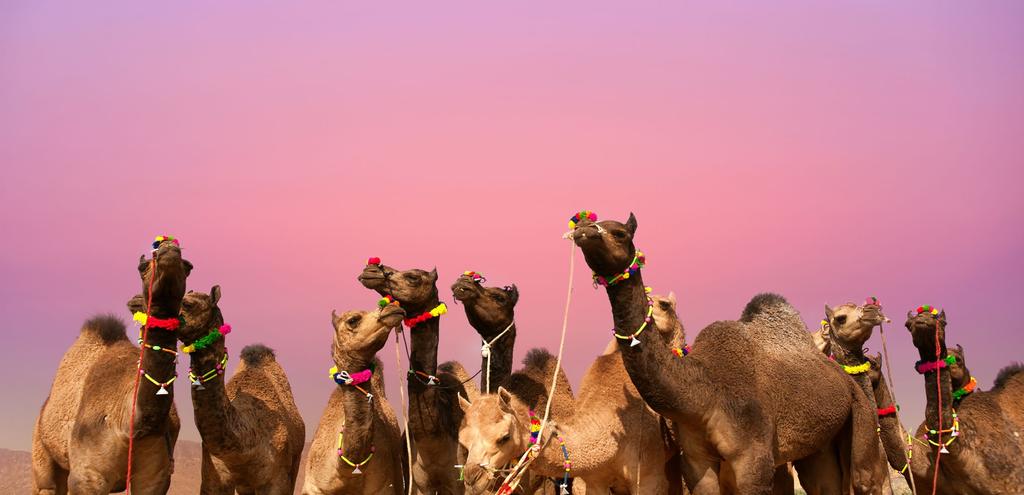 FESTIVALS OF INDIA $ 2299 PER PERSON TWIN SHARE THAT S % OFF 54 TYPICALLY $4999 DELHI AGRA BHARATPUR JAIPUR JODHPUR PUSHKAR The new moon of late October signals the beginning of two spectacular