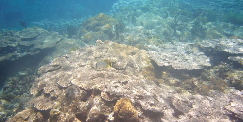 Indo-Pacific Bottlenose Dolphin Coral reefs (Kitako Bay, Hahajima Island) The Seas of Ogasawara The seas of Ogasawara are deep blue in color.