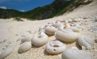 with darker shells living on the ground. Comparison of fossil shells with species living today shows the history of evolution. View of satellite islands of Hahajima Minamizaki Cape M.