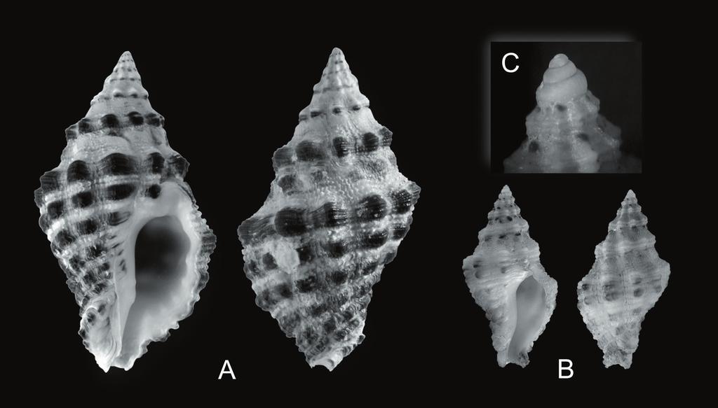 Fig. 1: Ergalatax junionae Houart, 2008.