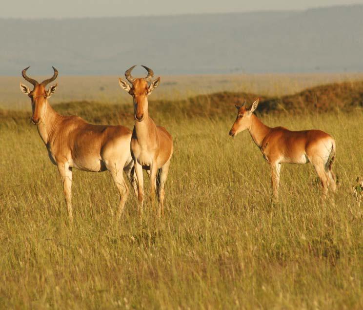 After lunch enjoy a game viewing drive in this magnificent reserve.