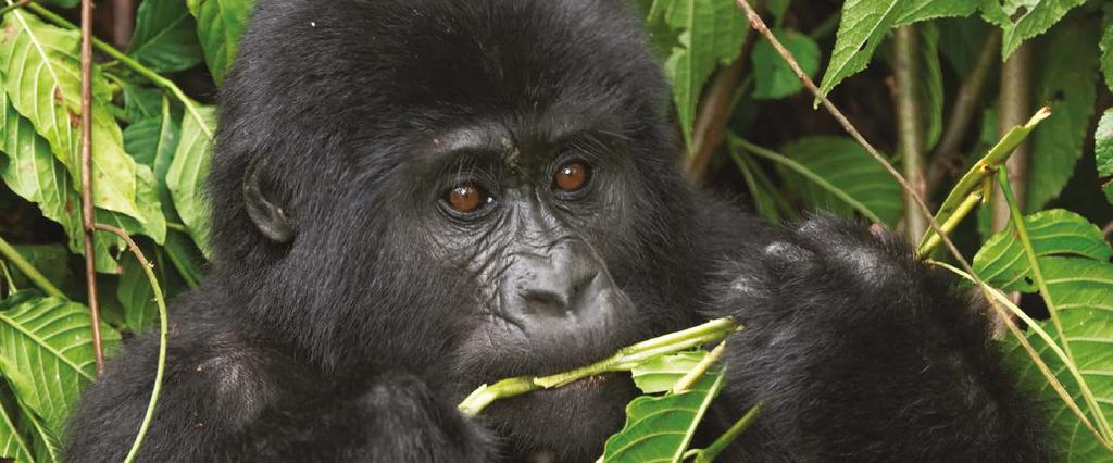 UGANDA GORILLA TREK 4 DAYS The Uganda Gorilla Trek provides the opportunity to observe the Mountain Gorilla, one of Africa s iconic primates, in their natural habitat in the Bwindi Impenetrable