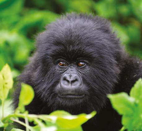 RWANDA GORILLA TREK 4 DAYS A journey of a lifetime will take you to the north west corner of Rwanda and the Volcanoes National Park, also referred to as Parc National des Volcans, for an incredible