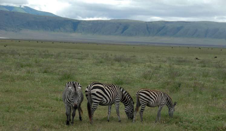 Ngorongoro Crater. Enroute, we stop at the viewpoint overlooking the Olduvai Gorge. A river canyon cuts 300 feet into the volcanic Serengeti Plains which was once the home of our earliest ancestors.