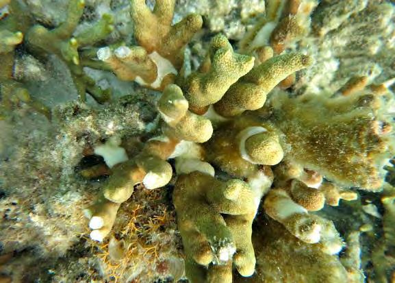The site is situated on the north western corner of the island and is characterised by small coral atolls and sandy patches. Hard Coral represented 19% of the total substrate at this site.