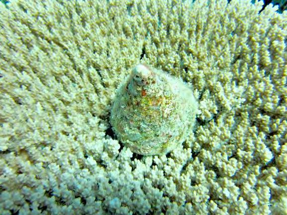 Hard coral accounted for 29% of substrate at consisting primarily of encrusting (64%) and branching growth forms (26%).