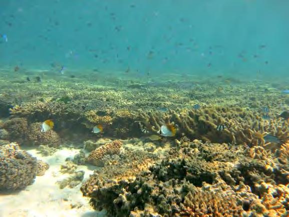 It is characterised by large areas branching corals, with flat, eroded tips (due to tidal extremes) and sandy patches.