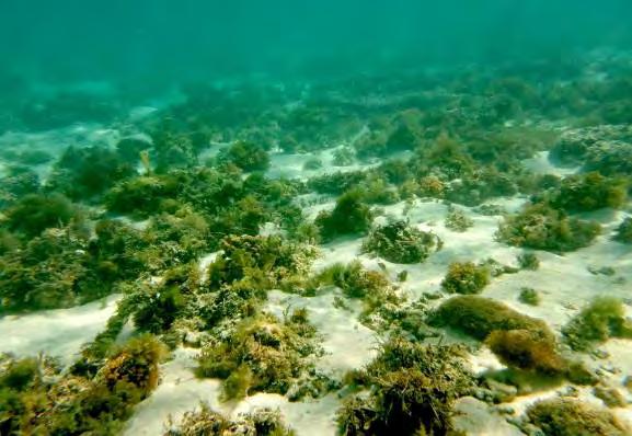 Of the hard coral at this site, 85% consisted of branching growth forms. The encrusting and the general Hard Coral category were the only additional growth forms recorded.