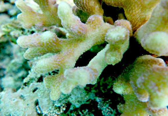 Hard coral accounted for 49% of the benthos at Libby s Lair, an increase from 33% in 2011. Rock (encompassing both Rock with Turf Algae and Rock with Coralline Algae) made up 27% of the substrate.