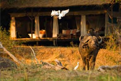 This award-winning camp combines the best of everything, from first-class service and luxurious accommodation to exceptional game viewing.