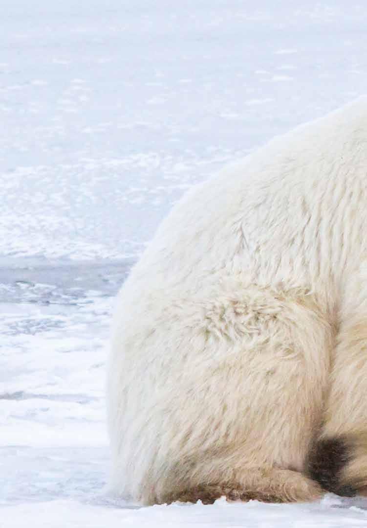 Canada Close Encounters of the Polar Bear Kind Scientists predict that as the Arctic continues to warm, twothirds of the world s polar bears could disappear within this