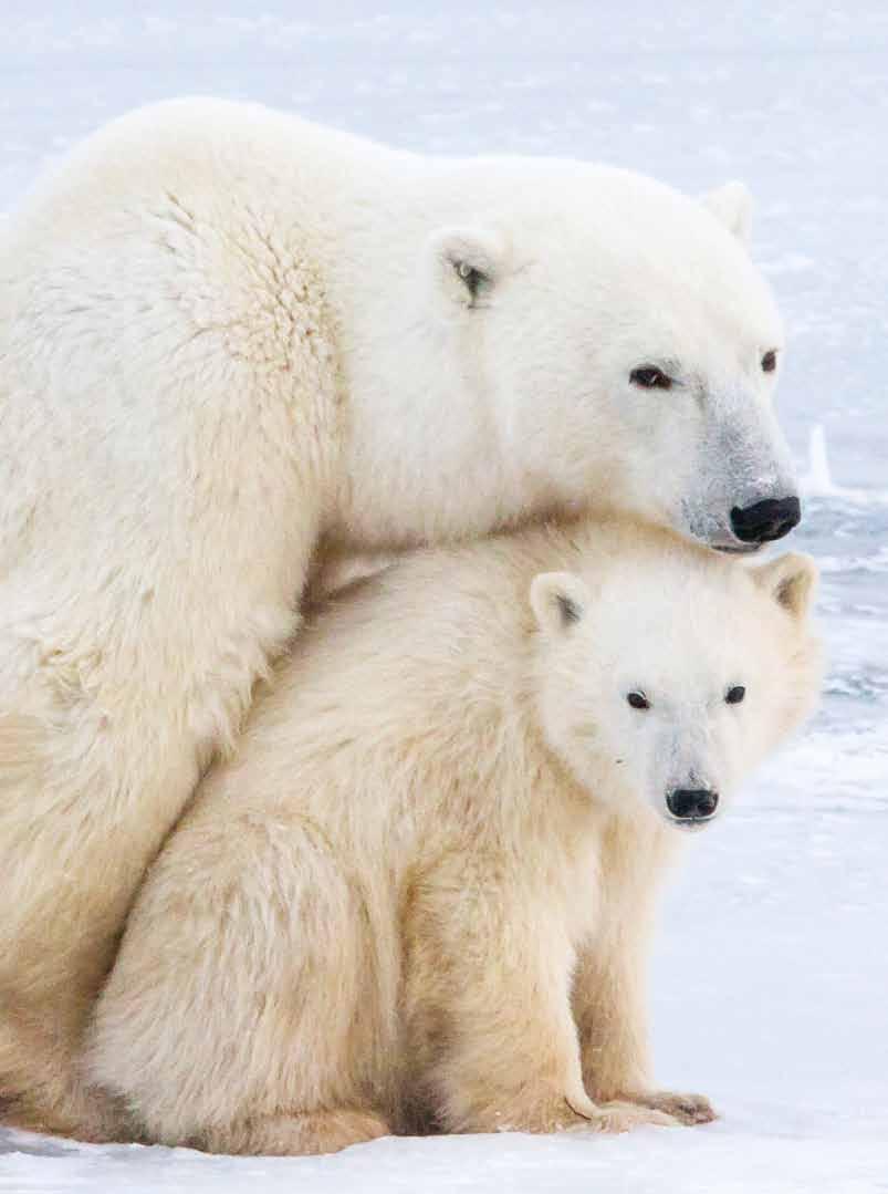 Simon Gee Polar bear cubs remain with