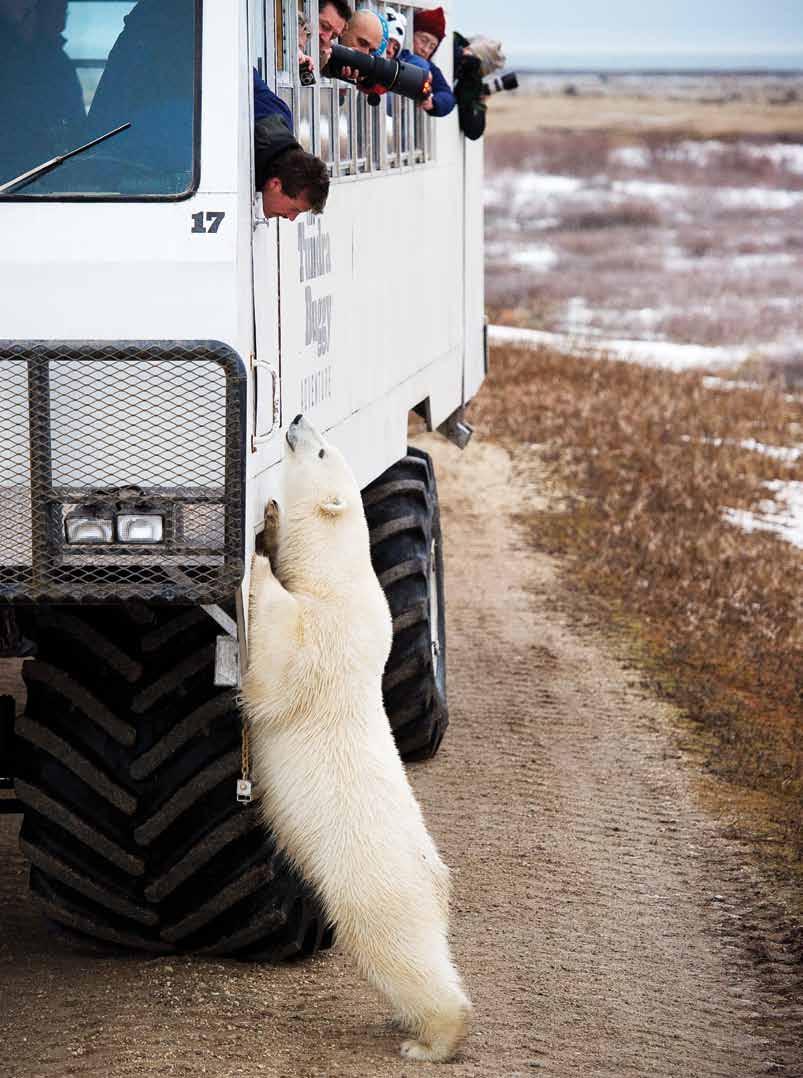 Curious polar bears often approach