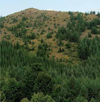 Шумско газдинство Расина Крушевац Одговорно газдовање очувана шума - здрава животна средина литетнијим стаблима правилан развој.