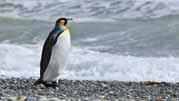 PENGUINS AND GLACIERS PROGRAM: DESCRIPTION 2 nights in Punta Arenas and 3 nights on the Kaweskar Route Tour. LAND / AIR TRACK DAY 1: (Wednesday or Sunday).