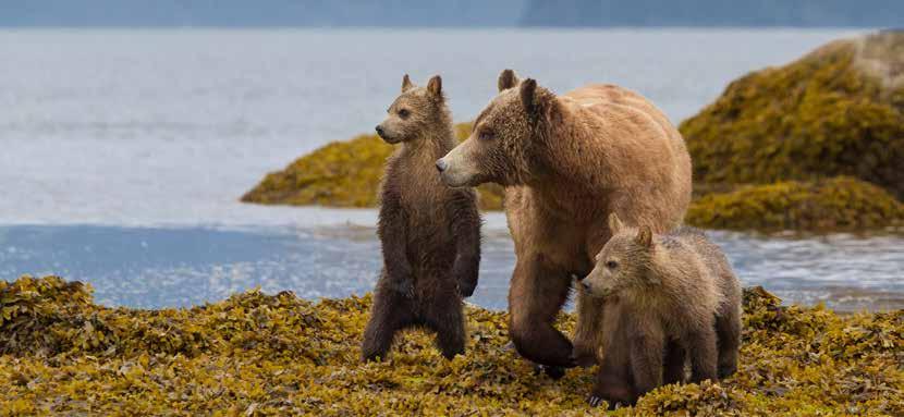 GRIZZLY BEARS IN CANADA 5 DAYS Number 3 on International Traveller s Top 100 things to do in Canada.