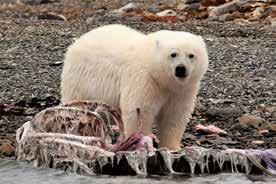 A HUDSON BAY OUTPOST, CANADA S FIRST DEPARTMENT STORE CONNINGHAM BAY POLAR BEARS HISTORIC FORT ROSS & BEECHEY ISLAND LANCASTER SOUND WILDLIFE SUPER HIGHWAY THE NORTHWEST PASSAGE FOLLOW THE PATHS OF