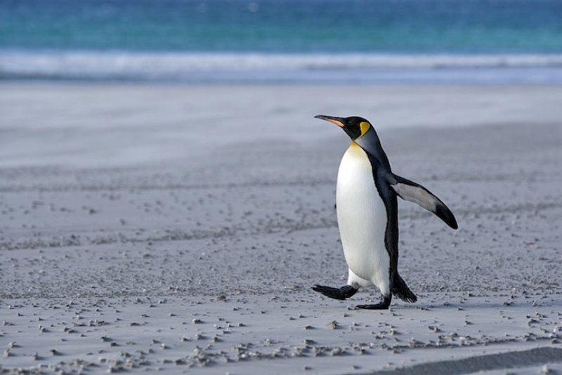 ANTARCTIC PENINSULA, WEDDELL SEA AND THE FALKLAND ISLANDS ABOARD THE AKADEMIK SERGEY VAVILOV Antarctica DATES, FEES, & ITINERARY This exciting expedition, which includes flights, provides great
