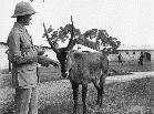 Settler with tame waterbuck, 1919 1919 Suez