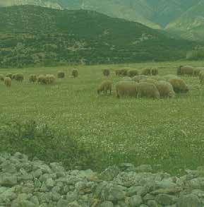 Во планинските делови на Република Македонија сточарството има екстензивен карактер, при што испашата се одвива локално, природните пасишта се користат преку целата година, а земјоделците често