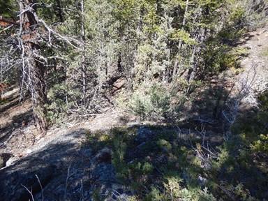 down into the treed hillside from the top of a rocky outcrop (B).
