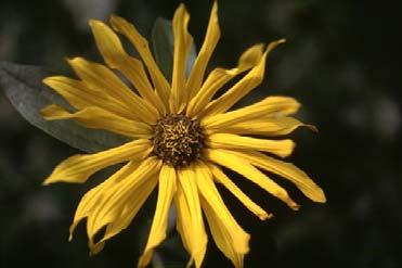 E-Flora BC Atlas Page http://linnet.geog.ubc.ca/atlas/atlas.aspx?sciname=helianthus+nuttallii ssp. rydbergii Page 1 of 2 4/12/2016 Author, Date. Page title. In Klinkenberg, Brian. (Editor) 2015.