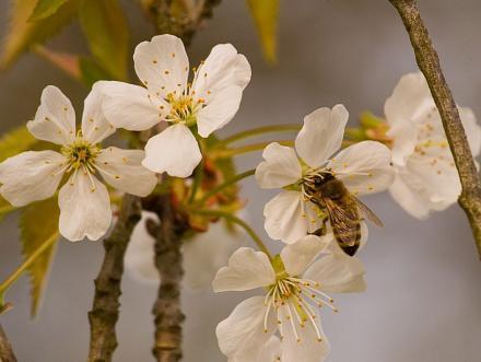 Slika 14: Nežna čebela v dehteči dlani cveta nežno oplaja (Google, 2012) V slabih vremenskih pogojih ob cvetenju sadnega drevja je čebela nepogrešljiva za opraševanje.