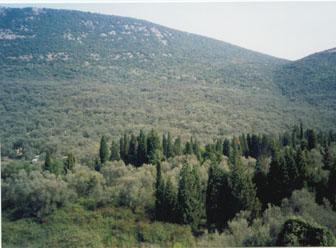 Most olive groves are between 0.2ha and 2.0ha.